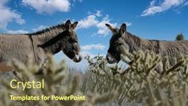  Presentation with las vegas nevada - PPT theme having wild-burros-at-red-rock background and a tawny brown colored foreground