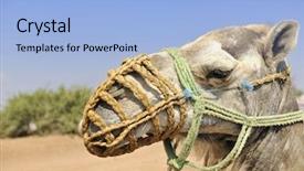  Presentation with camel caravan - Audience pleasing presentation consisting of wild camel animal on tourist backdrop and a  colored foreground