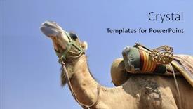  Presentation with camel - Presentation theme featuring wild-camel-animal-on-tourist background and a light blue colored foreground