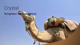  Presentation with camel - Presentation enhanced with wild-camel-animal-on-tourist background and a light blue colored foreground