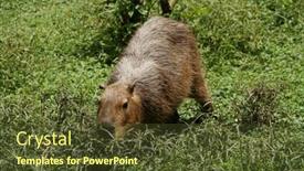  Presentation with venezuela - Beautiful presentation featuring wild-capybara-shot-in-venezuela backdrop and a tawny brown colored foreground