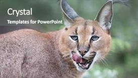  Presentation with south africa - Theme enhanced with wild caracal south africa background and a gray colored foreground