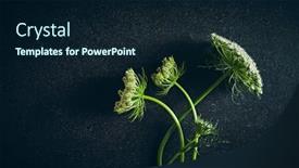  Presentation with dark space - PPT layouts with wild-carrot-flowers-on-dark background and a wine colored foreground