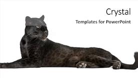  Presentation with leopard cat - Colorful PPT theme enhanced with wild cat - black leopard 6 years old backdrop and a white colored foreground