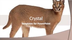  Presentation with old photographs black and white - Beautiful theme featuring wild cat - caracal caracal caracal 6 months backdrop and a tawny brown colored foreground