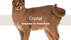  Presentation with cat - Audience pleasing slide deck consisting of wild cat - caracal caracal caracal 6 months backdrop and a tawny brown colored foreground