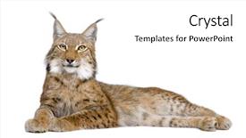  Presentation with cat - PPT theme with wild cat - eurasian lynx - lynx lynx background and a white colored foreground