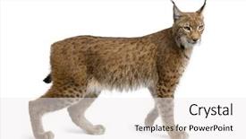  Presentation with studio - Cool new presentation theme with wild cat - eurasian lynx lynx lynx 5 backdrop and a white colored foreground