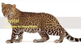  Presentation with sumatran tiger panthera tigris sumatrae - Beautiful PPT layouts featuring wild cat - leopard panthera pardus 6 months backdrop and a tawny brown colored foreground