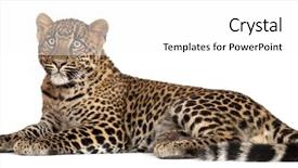  Presentation with leopard cat - PPT layouts having wild cat - leopard panthera pardus 6 months background and a white colored foreground