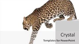  Presentation with climbing - Audience pleasing theme consisting of wild cat - leopard panthera pardus climbing off backdrop and a light gray colored foreground