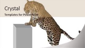  Presentation with white and black figures climbing ladders - Amazing PPT layouts having wild cat - leopard panthera pardus climbing backdrop and a coral colored foreground