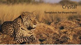  Presentation with leopard cat - Presentation theme having wild cat - leopard panthera pardus lying background and a coral colored foreground