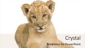  Presentation with lion king disney - Amazing presentation having wild cat - lion cub 8 weeks backdrop and a  colored foreground