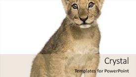  Presentation with lion cartoon - Colorful PPT theme enhanced with wild cat - lion cub sitting looking backdrop and a coral colored foreground