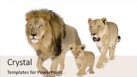  Presentation with lion - Beautiful PPT layouts featuring wild cat - lion family in front backdrop and a coral colored foreground