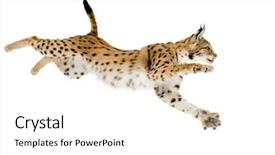  Presentation with teachnology and brain white - Audience pleasing presentation design consisting of wild cat - lynx in front backdrop and a white colored foreground