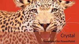  Presentation with leopard cat - PPT theme having wild cat - nice portrait of a leopard background and a red colored foreground