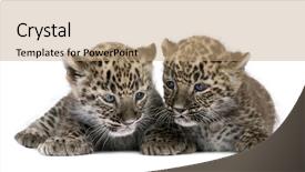  Presentation with persian - Presentation consisting of wild cat - persian leopard cub 6 weeks background and a coral colored foreground