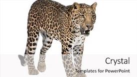  Presentation with studio - Colorful PPT layouts enhanced with wild cat - portrait of leopard panthera pardus backdrop and a white colored foreground