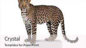  Presentation with endangered snow leopard resting - Theme enhanced with wild cat - portrait of leopard panthera pardus background and a white colored foreground