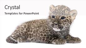  Presentation with leopard cat - Presentation enhanced with wild cat - profile of a persian leopard background and a white colored foreground