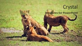 Presentation with savannah - Presentation theme having wild cat - small lion cubs playing background and a yellow colored foreground