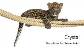  Presentation with leopard cat - Colorful presentation design enhanced with wild cat - spotted leopard cub holding backdrop and a white colored foreground