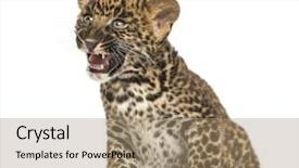  Presentation with leopard cat - Audience pleasing presentation theme consisting of wild cat - spotted leopard cub sitting- panthera backdrop and a coral colored foreground