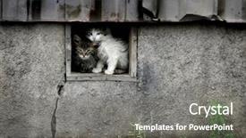  Presentation with carbon footprint for building - Colorful PPT theme enhanced with wild cat - stray wet kittens in abandoned backdrop and a gray colored foreground