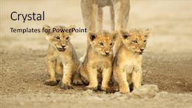  Presentation with lions - PPT theme featuring wild cat - three cute lions cubs panthera background and a coral colored foreground