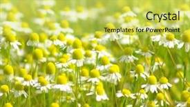  Presentation with chamomile - Beautiful PPT theme featuring wild chamomile flowers on a field on a sunny day shallow depth of field backdrop and a yellow colored foreground