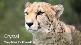  Presentation with south africa - Presentation theme consisting of wild cheetah south africa background and a tawny brown colored foreground