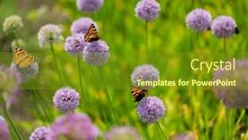  Presentation with orange butterfly - PPT theme enhanced with wild-chives-and-lady-orange background and a tawny brown colored foreground