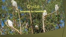  Presentation with branch - Colorful theme enhanced with wild-cockatoos-on-a-branch backdrop and a tawny brown colored foreground