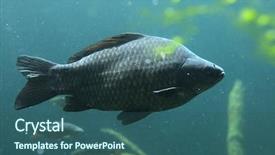  Presentation with wildlife - Presentation theme consisting of fish water - wild common carp cyprinus carpio background and a teal colored foreground