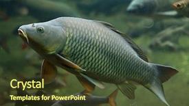  Presentation with animal - Slides consisting of wild common carp cyprinus carpio background and a tawny brown colored foreground