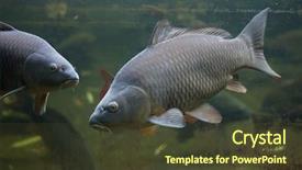  Presentation with wild west for - Slide set consisting of eurasia - wild common carp cyprinus carpio background and a tawny brown colored foreground