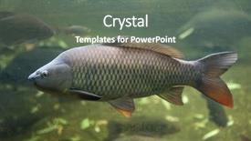  Presentation with wild west for - Slide set featuring eurasia - wild common carp cyprinus carpio background and a gray colored foreground