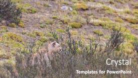  Presentation with chile - Beautiful presentation theme featuring wild-cougar-puma-concolor backdrop and a gray colored foreground