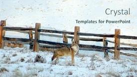  Presentation with winter - Amazing PPT theme having wolf moon - wild coyote in a cold backdrop and a sky blue colored foreground