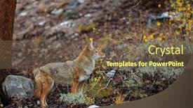  Presentation with mountains - Slides enhanced with wild-coyote-in-sierra-mountains background and a violet colored foreground