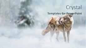  Presentation with sunny winter day the snow - Theme enhanced with wild-coyote-walking background and a sky blue colored foreground