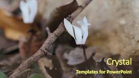  Presentation with growing up kids - Slides with wild cretan cyclamen or sowbread background and a  colored foreground