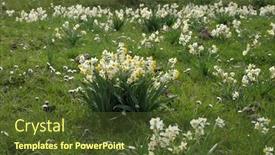  Presentation with daffodil - Audience pleasing presentation design consisting of wild-daffodil-in-nebrodi-park backdrop and a tawny brown colored foreground