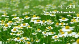  Presentation with chamomile - Presentation design consisting of wild daisies chamomile growing in a green meadow background and a tawny brown colored foreground