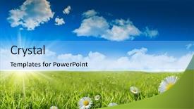  Presentation with wild flower in field of daisies - PPT layouts featuring wild daisies in the grass background and a light blue colored foreground