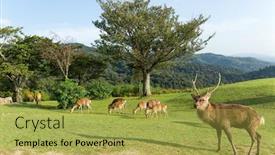  Presentation with deer - Theme featuring wild-deer-on-mountain background and a yellow colored foreground