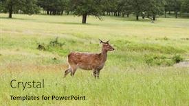  Presentation with deer - Colorful slide set enhanced with wild deer peacefully grazing backdrop and a yellow colored foreground