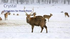  Presentation with deer - PPT theme featuring wild-deer-stay-on-winter background and a sky blue colored foreground
